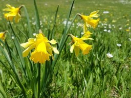 narcisse -2a - 21/05/2020 -Vallon Combeau, Vercors (Drôme)